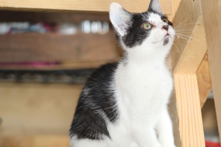 Phlox, an adopted Domestic Short Hair & Tuxedo Mix in Sioux Falls, SD_image-1