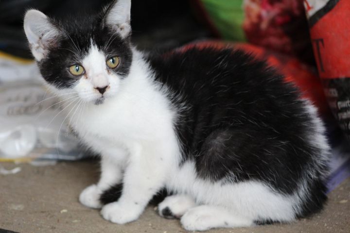 Phlox, an adopted Domestic Short Hair & Tuxedo Mix in Sioux Falls, SD_image-2