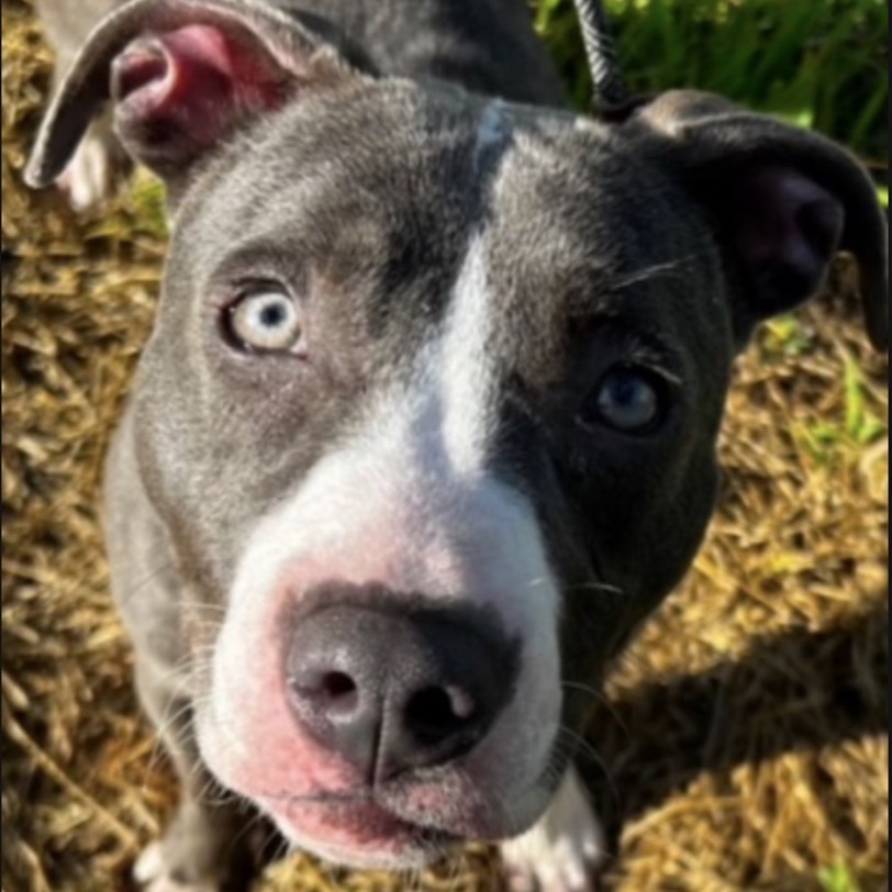 Nala, an adoptable American Staffordshire Terrier, Pit Bull Terrier in Milford, MA, 01757 | Photo Image 2