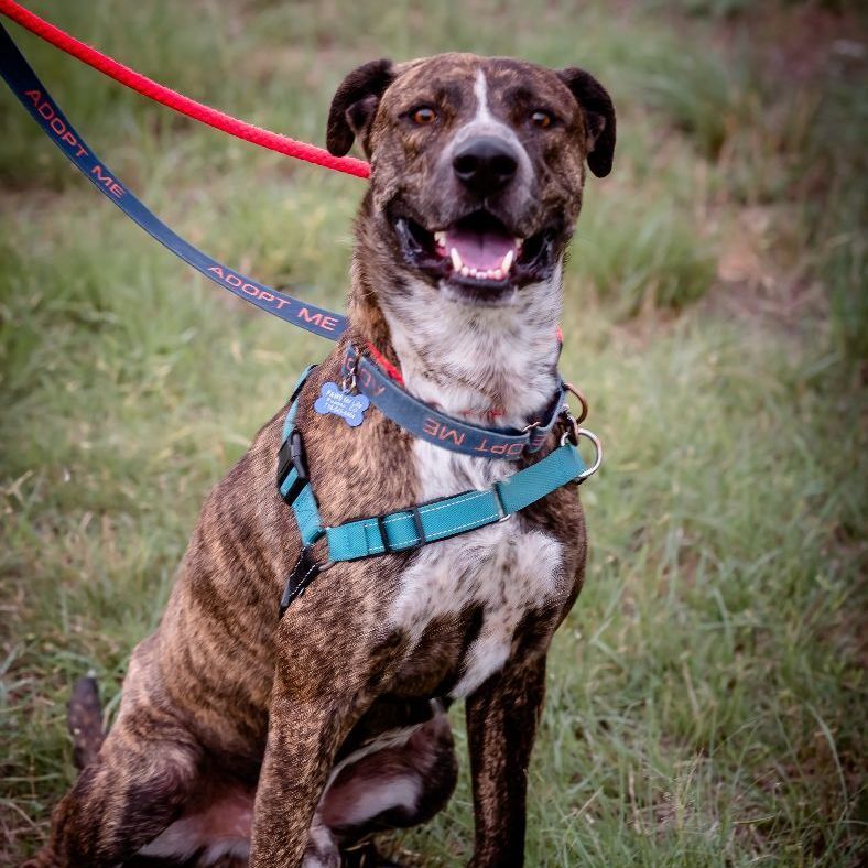 Lenny, an adoptable Catahoula Leopard Dog in Pueblo, CO, 81001 | Photo Image 2