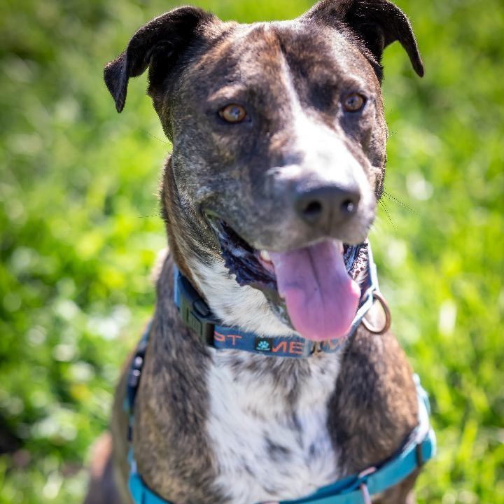 Lenny, an adoptable Catahoula Leopard Dog in Pueblo, CO, 81001 | Photo Image 3