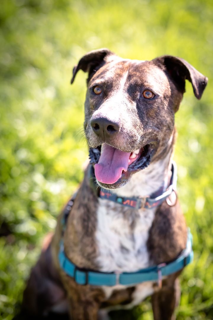 Lenny, an adoptable Catahoula Leopard Dog in Pueblo, CO, 81001 | Photo Image 1