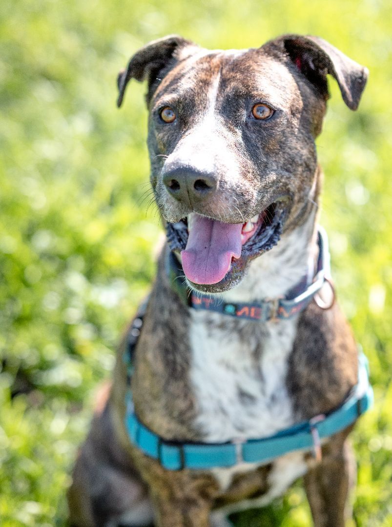 Lenny, an adoptable Catahoula Leopard Dog in Pueblo, CO, 81001 | Photo Image 4