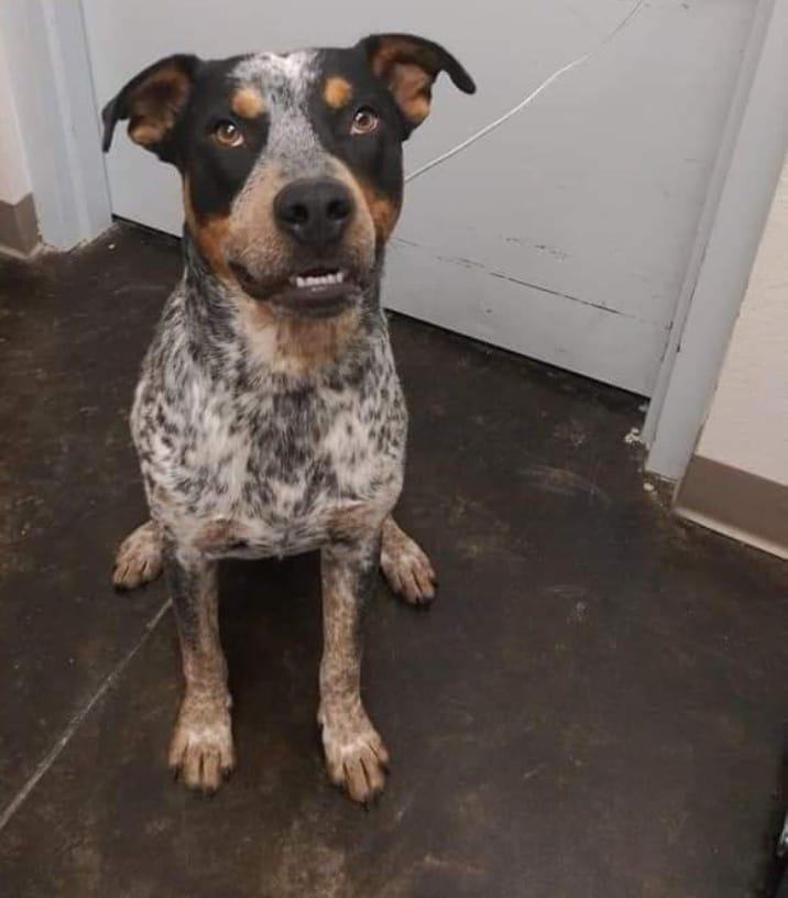Chili, an adoptable Cattle Dog Mix in Manhattan, KS_image-1