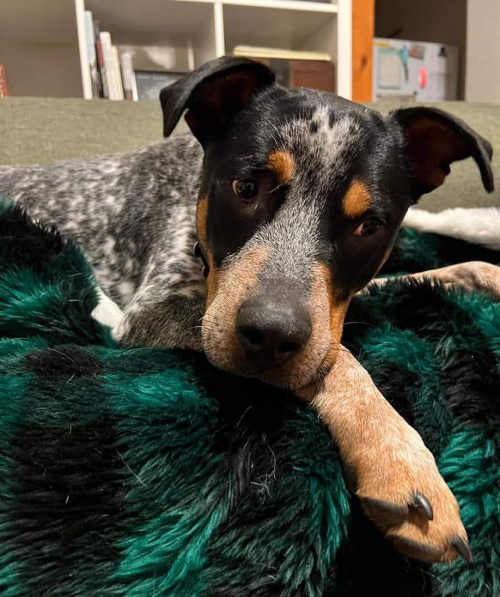 Chili, an adoptable Cattle Dog Mix in Manhattan, KS_image-2