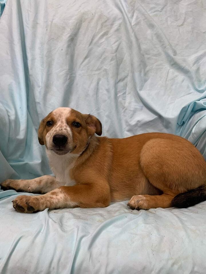 can a australian shepherd and a indian pariah dog be friends