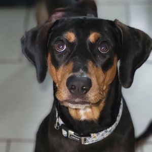 Doberman Pinscher For Sale | Pets | Baton Rouge | recycler.com