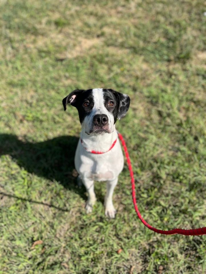 Dog for adoption - Pearl, a Pit Bull Terrier in Blue Springs, MO ...