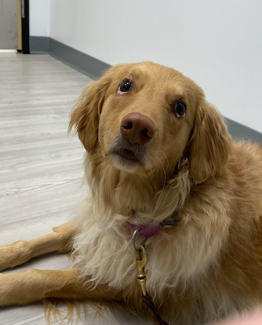 Honey, an adoptable Golden Retriever in Waterville, OH, 43566 | Photo Image 2
