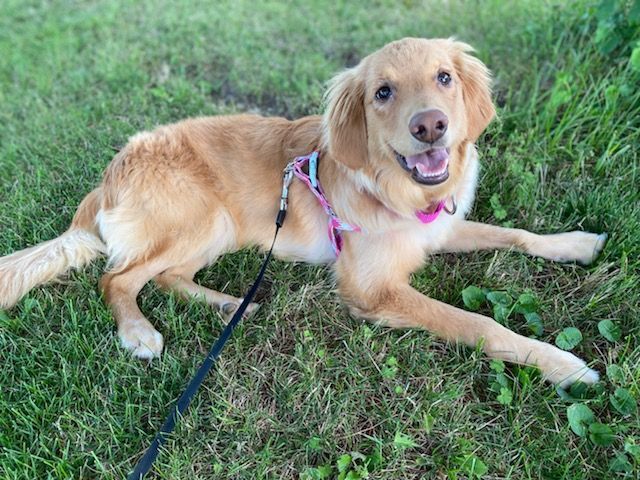 Honey, an adoptable Golden Retriever in Waterville, OH, 43566 | Photo Image 4