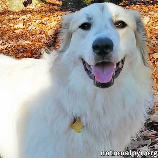Sophie in MD - Adorable, Sweet & Smart!