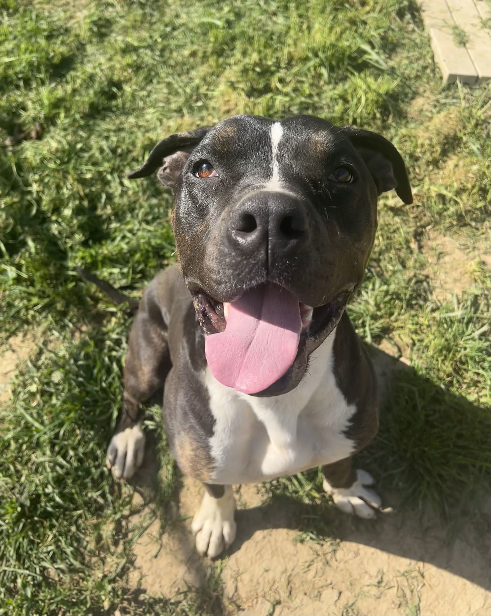 DUDLEY, an adoptable Pit Bull Terrier in Chico, CA, 95973 | Photo Image 1