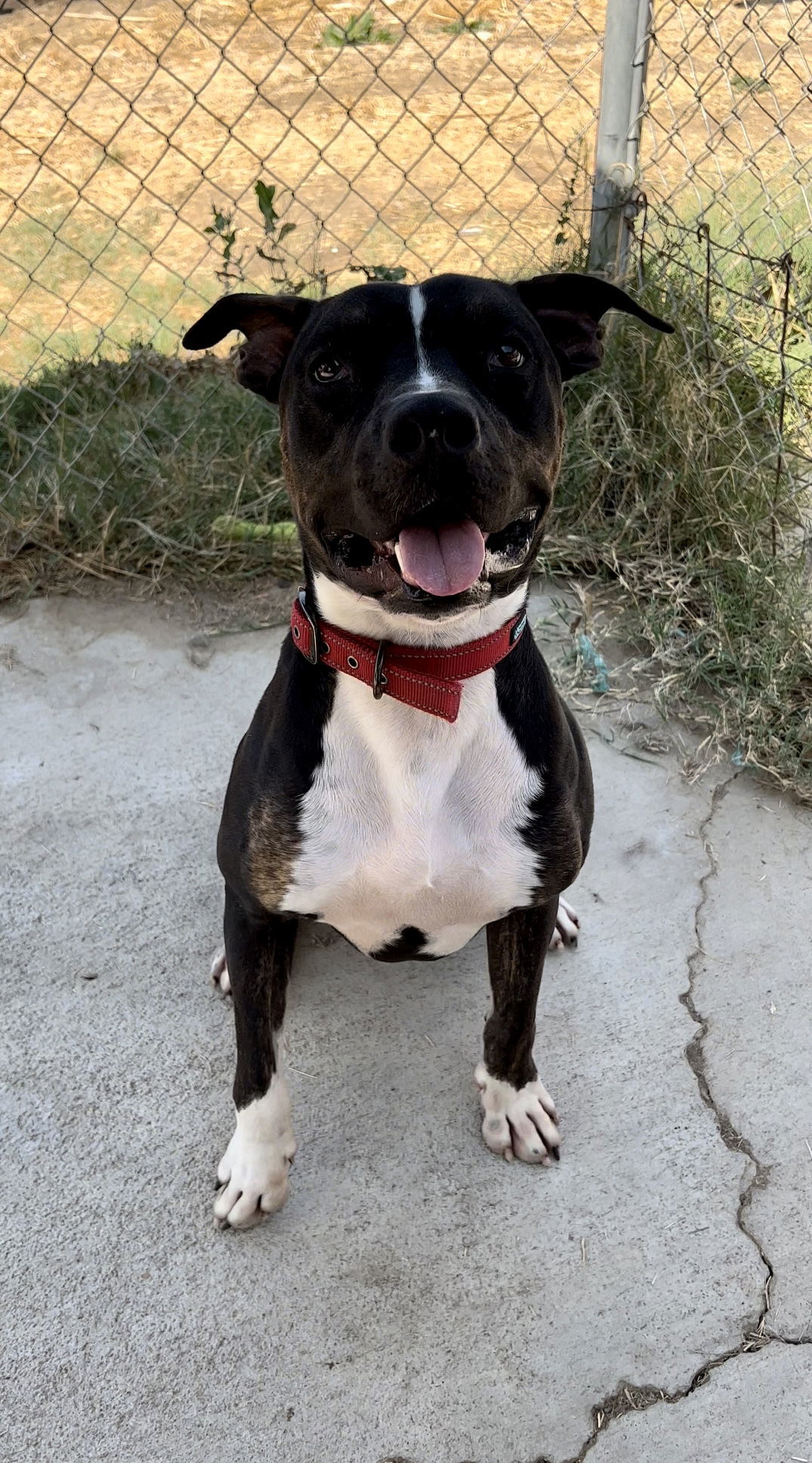 DUDLEY, an adoptable Pit Bull Terrier in Chico, CA, 95973 | Photo Image 2