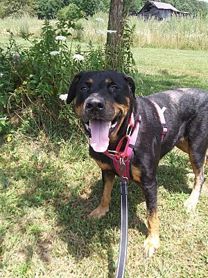 Rosa, an adoptable Rottweiler in Westminster, MD, 21158 | Photo Image 1