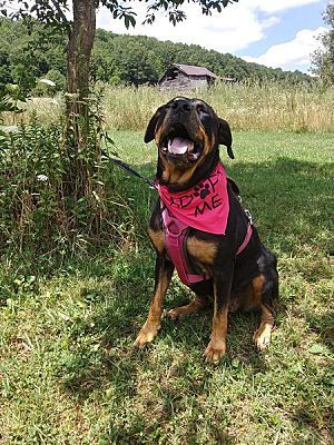 Rosa, an adoptable Rottweiler in Westminster, MD, 21158 | Photo Image 2