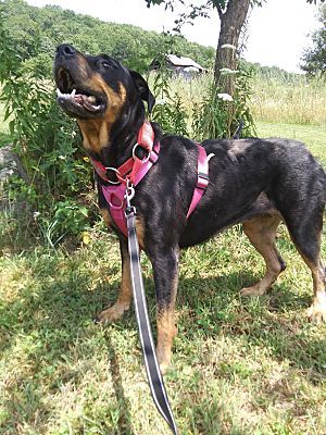 Rosa, an adoptable Rottweiler in Westminster, MD, 21158 | Photo Image 3