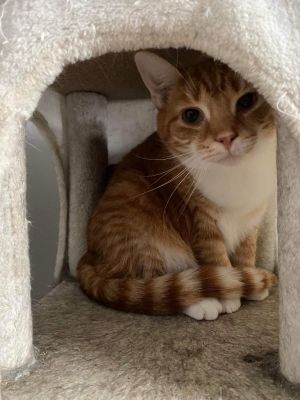 Jupiter, Adult Female Domestic Short Hair