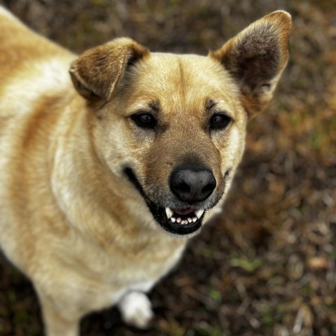 Fanny, an adoptable Shepherd, Retriever in Clarksdale, MS, 38614 | Photo Image 1