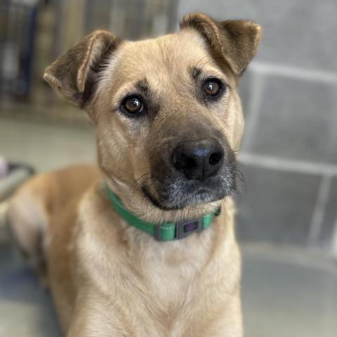 Fanny, an adoptable Shepherd, Retriever in Clarksdale, MS, 38614 | Photo Image 2