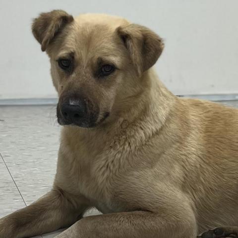 Fanny, an adoptable Shepherd, Retriever in Clarksdale, MS, 38614 | Photo Image 2