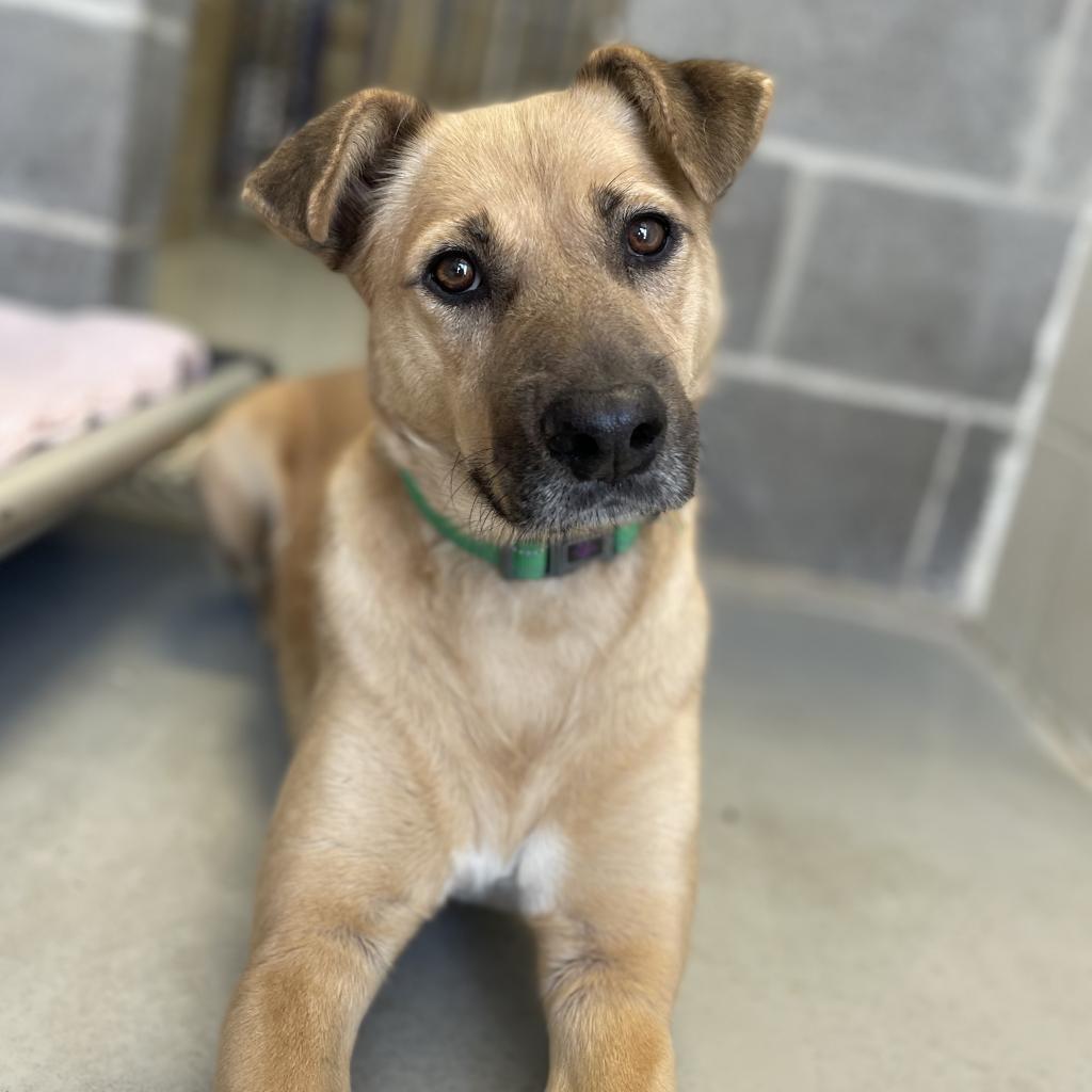 Fanny, an adoptable Shepherd, Retriever in Clarksdale, MS, 38614 | Photo Image 2