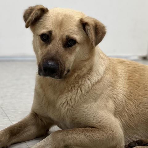 Fanny, an adoptable Shepherd, Retriever in Clarksdale, MS, 38614 | Photo Image 3