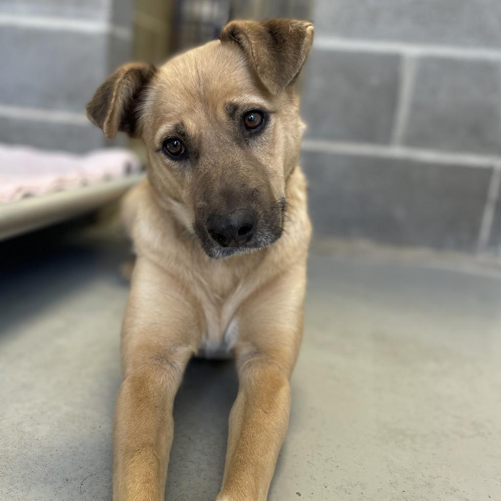 Fanny, an adoptable Shepherd, Retriever in Clarksdale, MS, 38614 | Photo Image 4