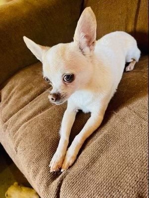 Sammy Joe, an adoptable Chihuahua in Texarkana, TX, 75503 | Photo Image 1