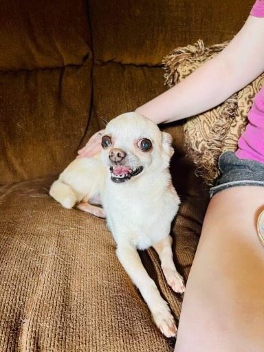 Sammy Joe, an adoptable Chihuahua in Texarkana, TX, 75503 | Photo Image 2