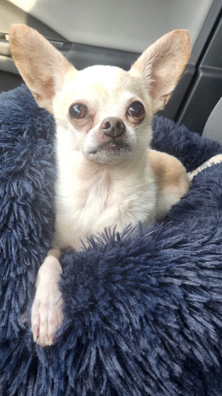 Sammy Joe, an adoptable Chihuahua in Texarkana, TX, 75503 | Photo Image 3