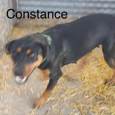 Constance, an adoptable Rottweiler, Mixed Breed in Grand Junction, CO, 81505 | Photo Image 2