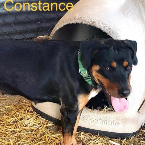 Constance, an adoptable Rottweiler, Mixed Breed in Grand Junction, CO, 81505 | Photo Image 3