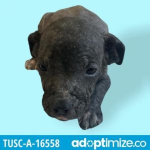 tuscaloosa metro animal shelter strays