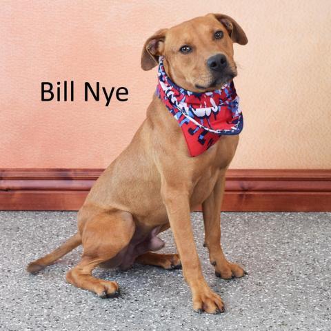 Bill Nye