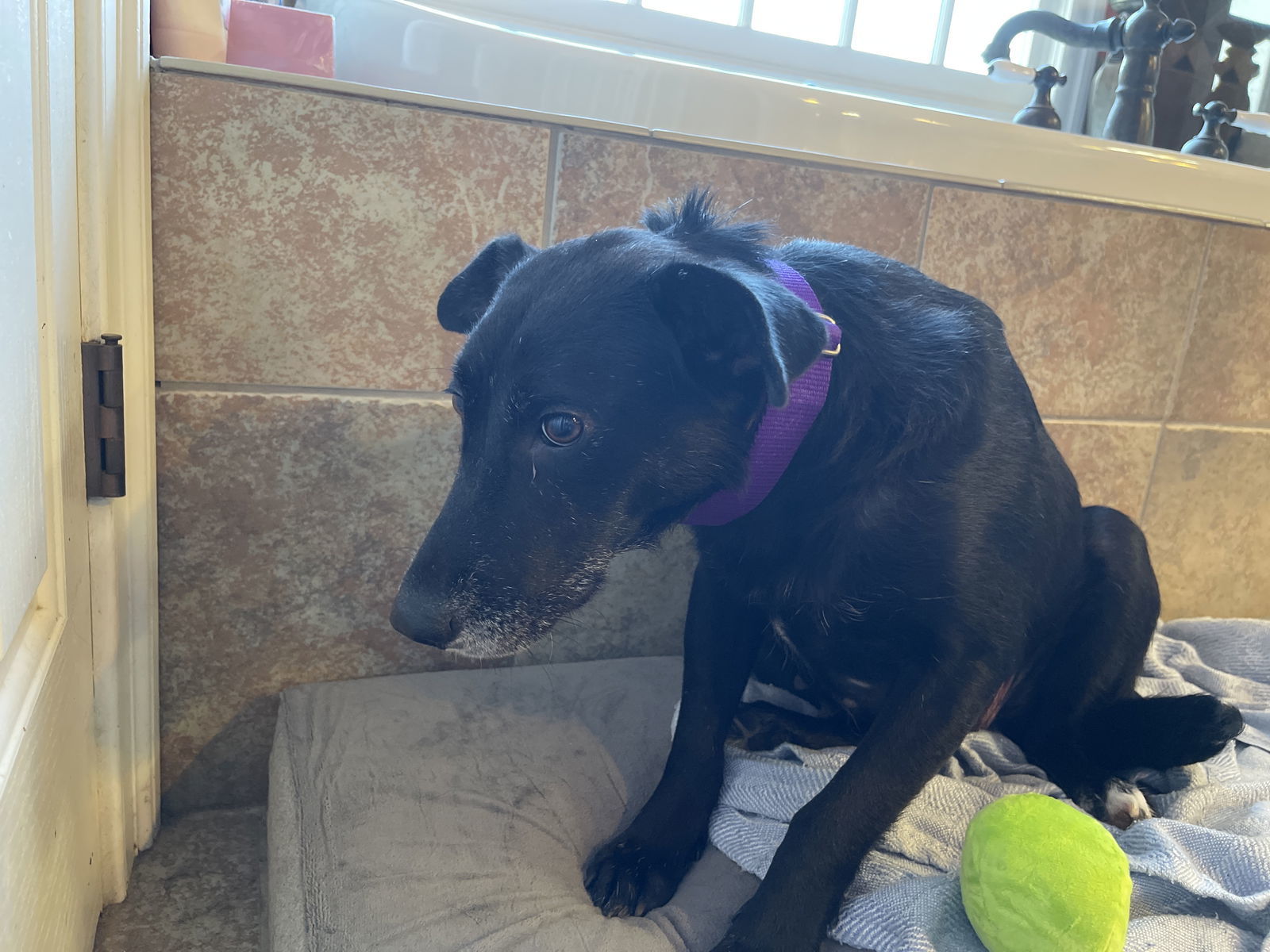 Weather, an adoptable Labrador Retriever in Holly Springs, NC, 27540 | Photo Image 1