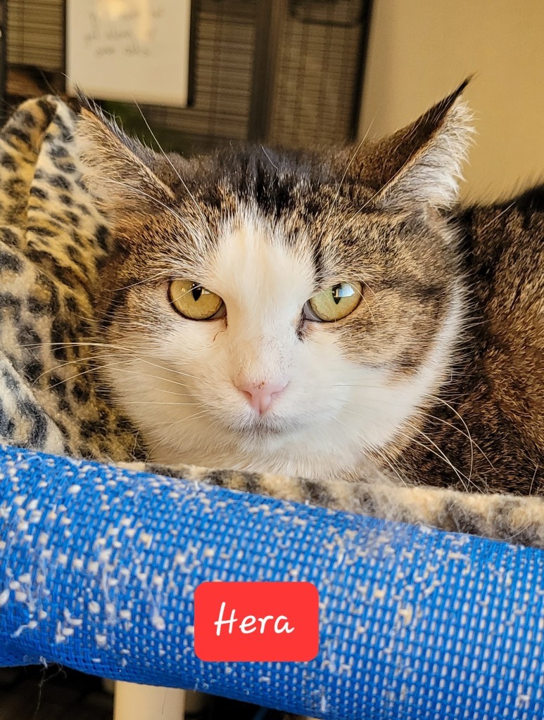 Hera, an adoptable Domestic Short Hair in Cedar Rapids, IA, 52404 | Photo Image 1