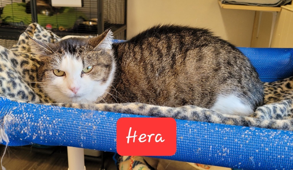 Hera, an adoptable Domestic Short Hair in Cedar Rapids, IA, 52404 | Photo Image 2