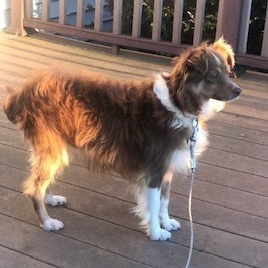 Sadie, an adopted Australian Shepherd Mix in Rochester, NY_image-2
