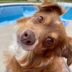 Sadie, an adopted Australian Shepherd Mix in Rochester, NY_image-5