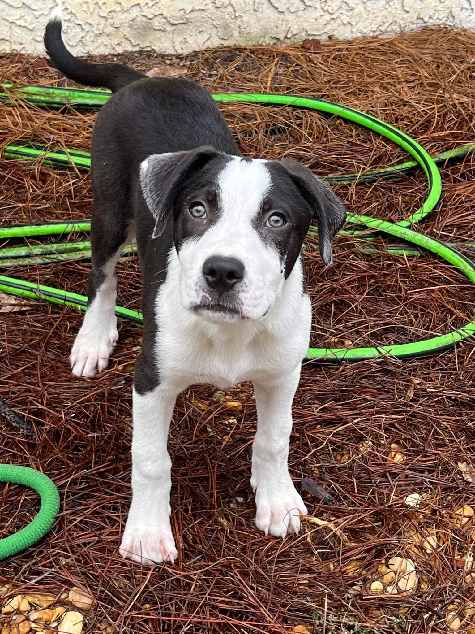 Uno, an adoptable American Bulldog in Fort Walton Beach, FL, 32547 | Photo Image 3