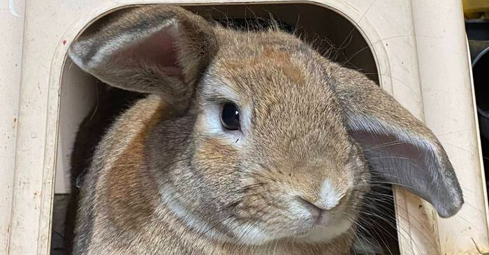 Butterscotch, an adoptable Bunny Rabbit & Lop Eared Mix in Dallas, PA_image-1