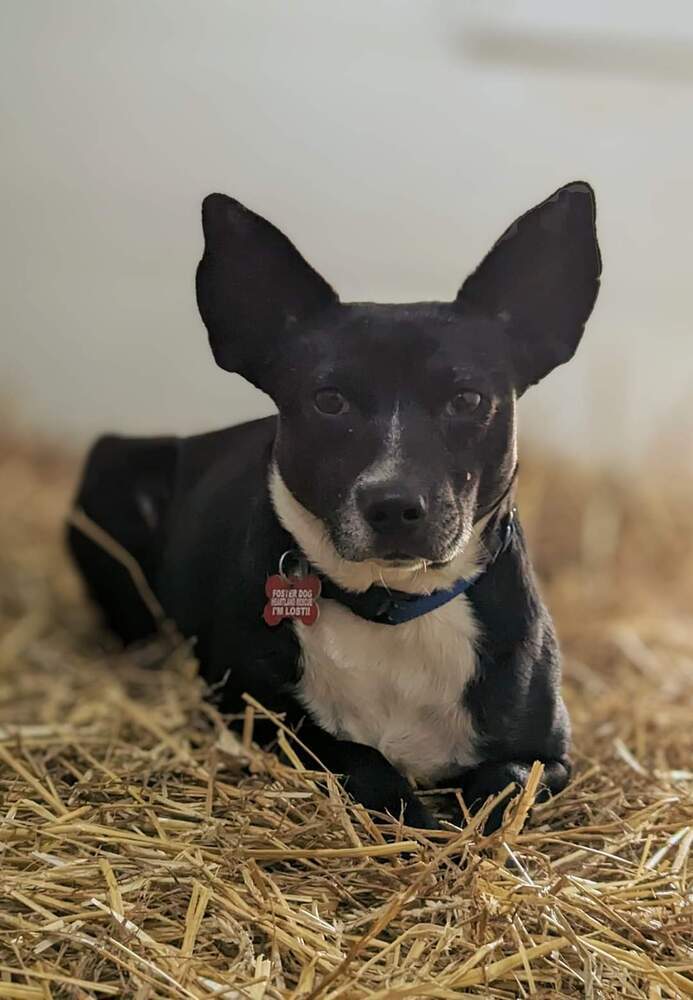 Lizzo, an adoptable Cattle Dog in South Bend, IN, 46660 | Photo Image 2
