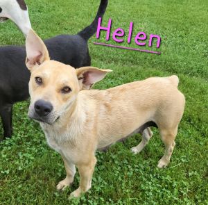 Helen Female Lab Mix 1-2 years old Helen came to us pregnant as a stray She is full grown at