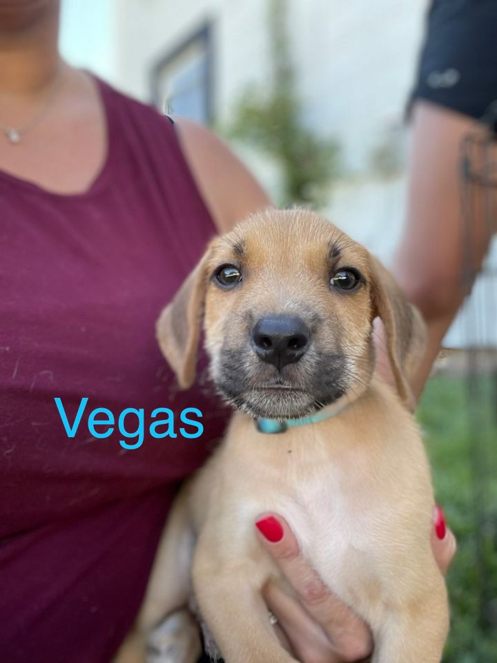 Vegas, an adoptable Shepherd Mix in Rockville, MD_image-1
