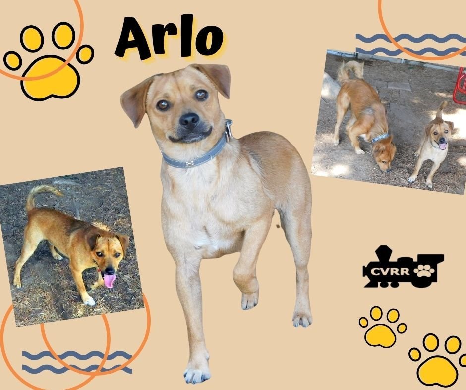 Arlo