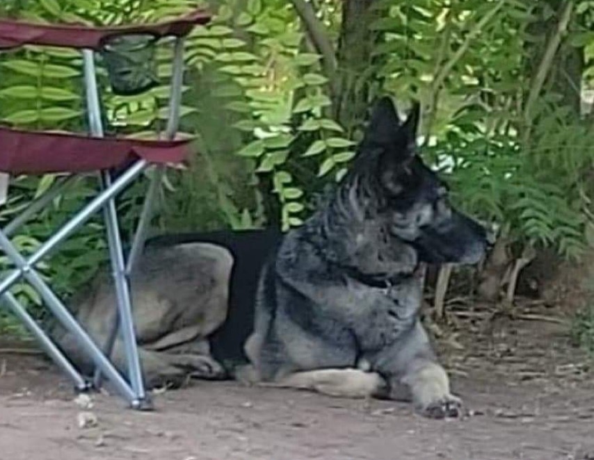 Lexi, an adoptable German Shepherd Dog in Castle Dale, UT, 84513 | Photo Image 4