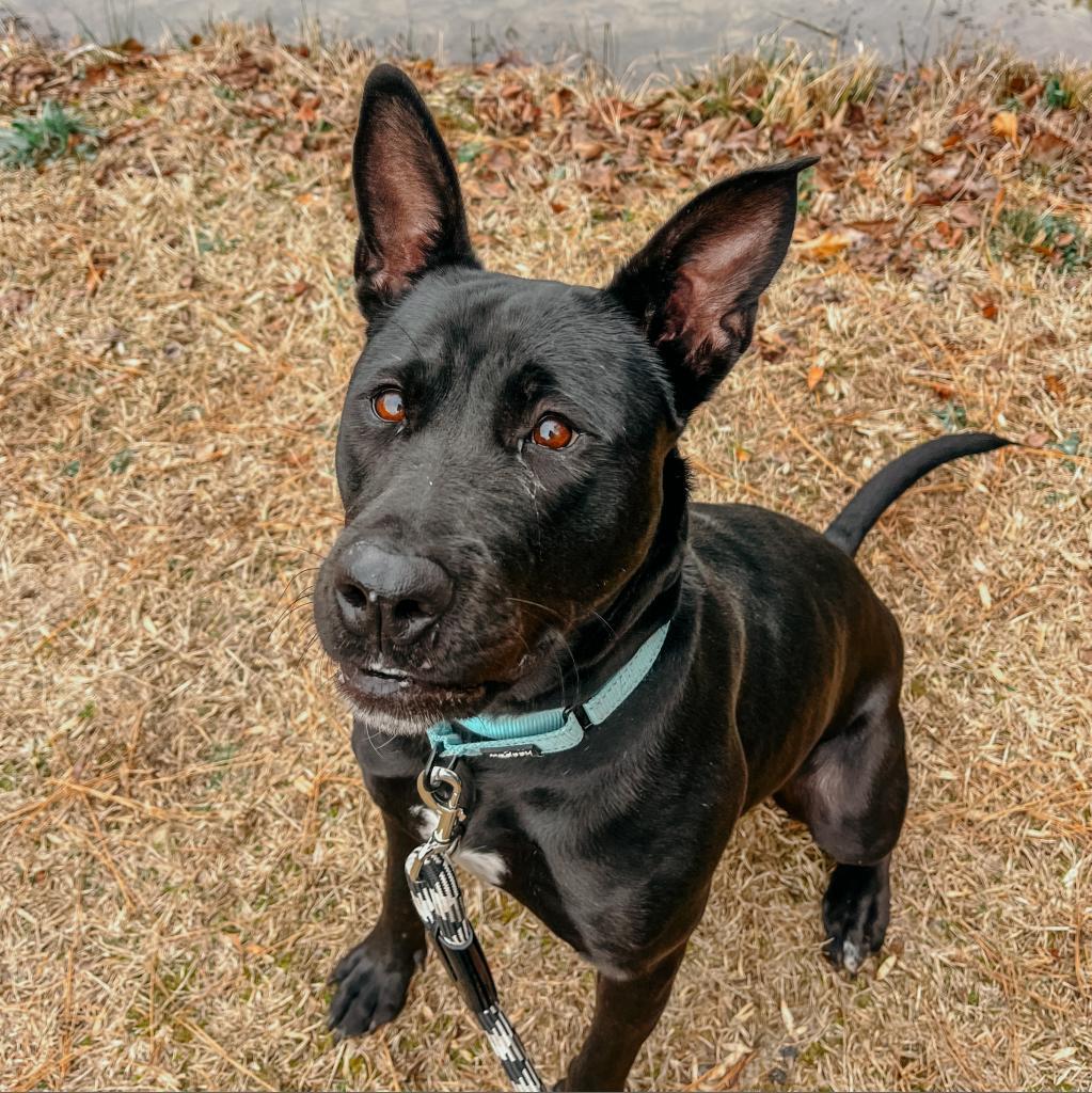 Jade Elaine 08-1851, an adoptable Shepherd, Black Labrador Retriever in Tyrone, GA, 30290 | Photo Image 1