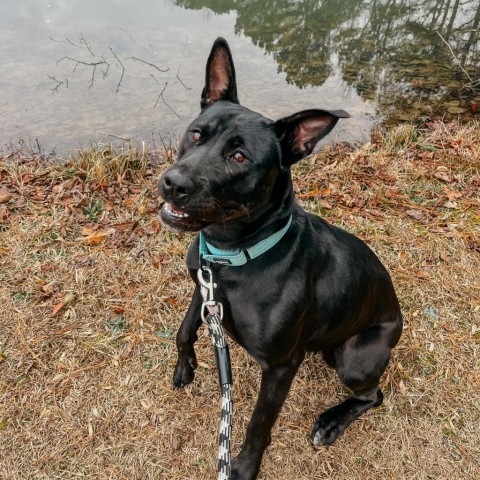 Jade Elaine 08-1851, an adoptable Shepherd, Black Labrador Retriever in Tyrone, GA, 30290 | Photo Image 2