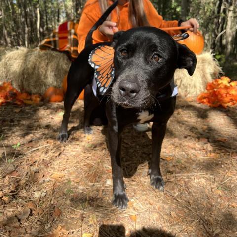 Jade Elaine 08-1851, an adoptable Shepherd, Black Labrador Retriever in Tyrone, GA, 30290 | Photo Image 2