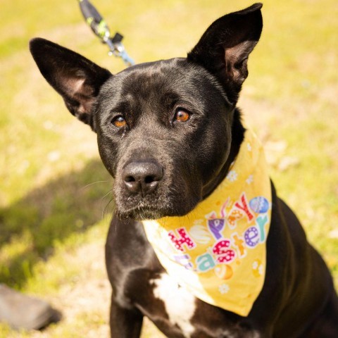 Jade Elaine 08-1851, an adoptable Shepherd, Black Labrador Retriever in Tyrone, GA, 30290 | Photo Image 3